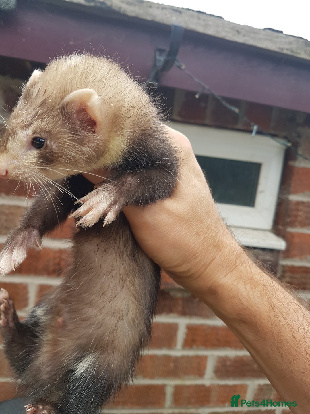 Ferret rodents for sale: Hob ferrets x2 and cage  - Image 5
