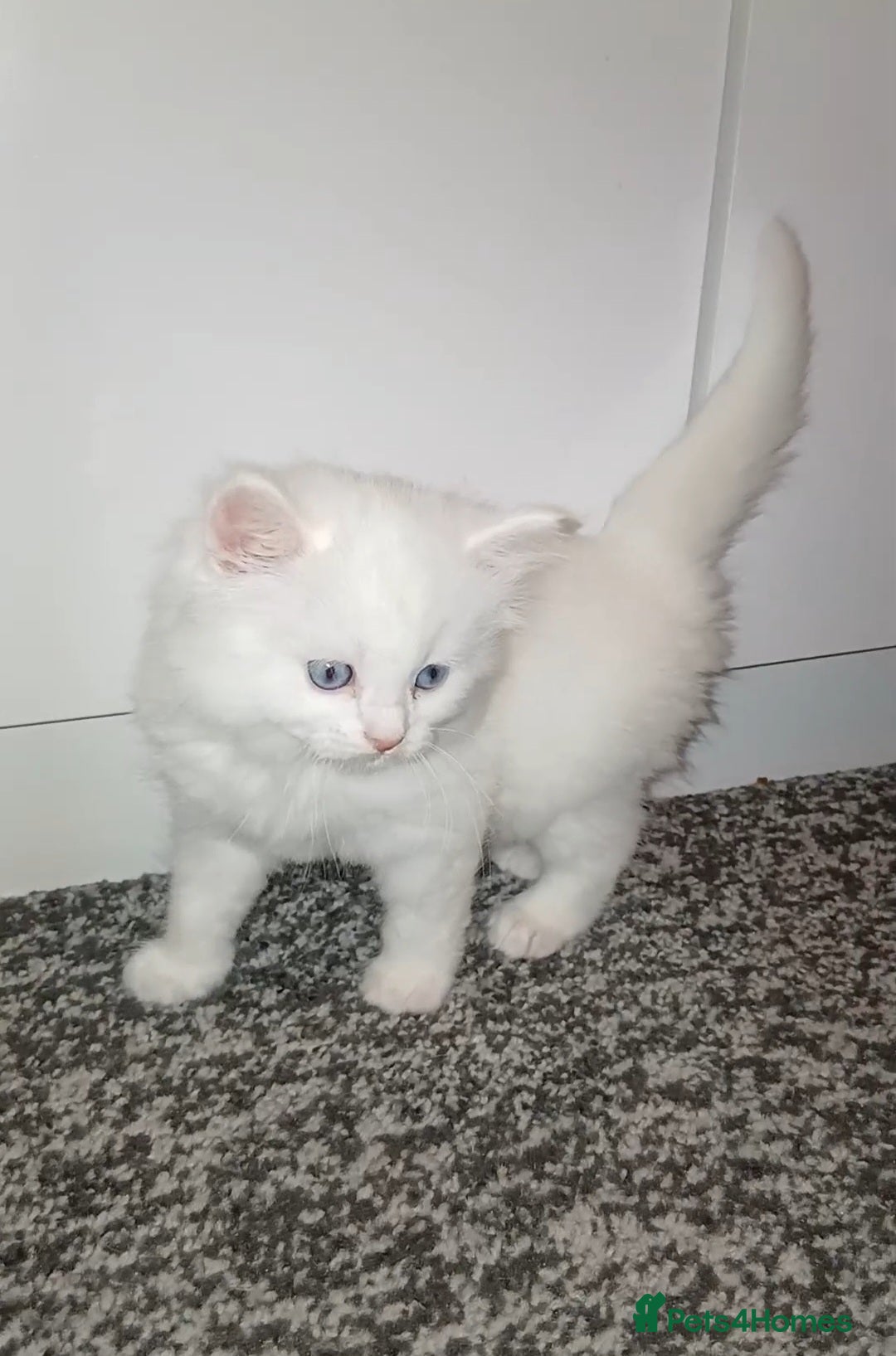 Turkish Angora cats *One female available** Angoradoll Kittens** - Advert 4