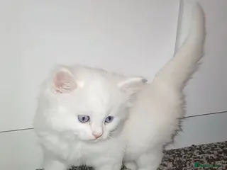 Turkish Angora cats *Beautiful female available** Angoradoll Kitten** - Advert 2