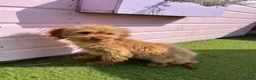 Cockapoo dogs for sale: Five beautiful cockapoos  - Advert 6