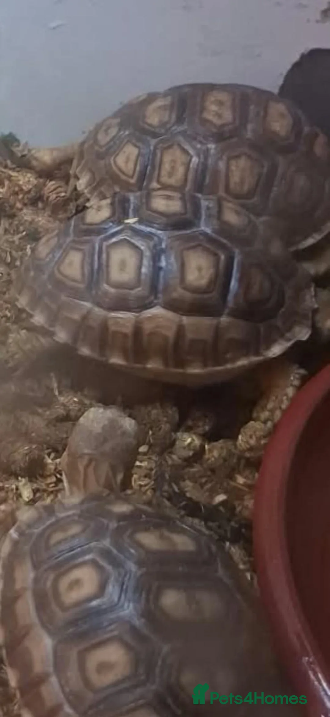 Tortoise reptiles for sale: Sulcata tortoise babies in Norwich - Advert 1