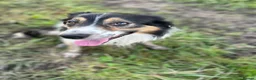 Border Collie dogs for sale: Beautiful tri coloured and red sable puppies  - Advert 10