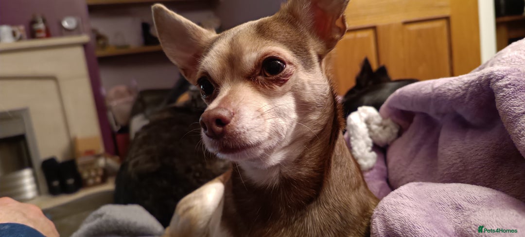 Chihuahua dogs for sale: Toto and Oz - Advert 8