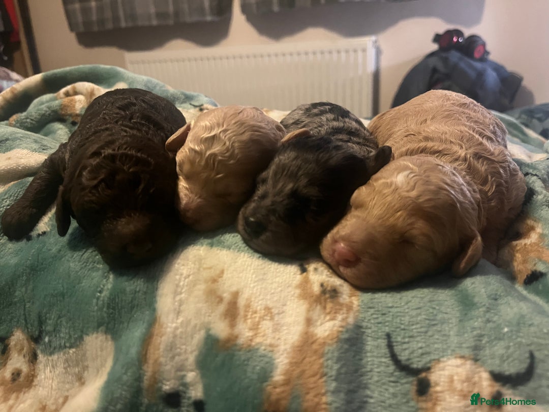 Miniature Poodle dogs for sale: Beautiful miniature poodles  - Advert 21