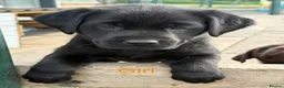 Labrador Retriever dogs for sale: Gorgeous, Chunky KC Labs - Advert 15