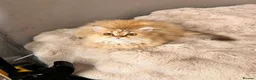 British Longhair cats for sale: Adorable GCCF British LH & SH Kittens - Advert 29