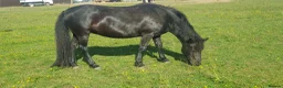 Dartmoor horses for sale: Beautiful dartmoor mare - Advert 2