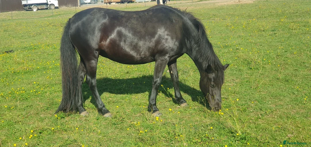 Dartmoor horses for sale: Beautiful dartmoor mare - Advert 2