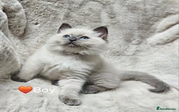 Ragdoll cats for sale: PURE RAGDOLL KITTENS 💜💙💚🤎 - Image 2