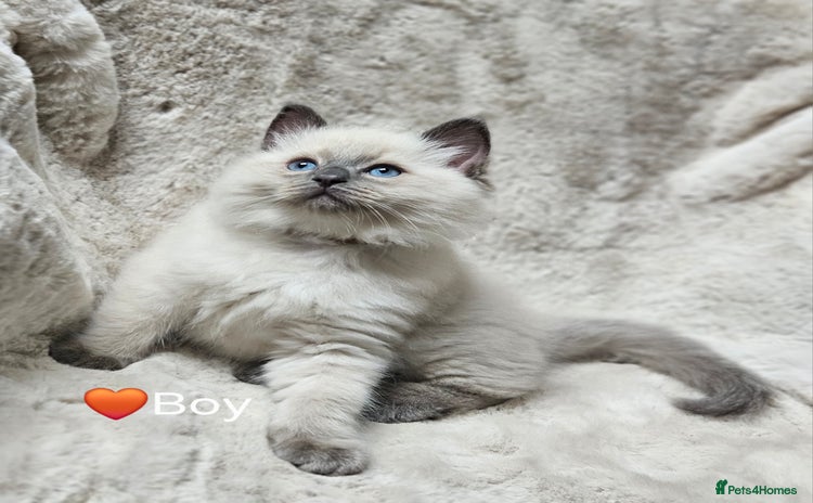 Ragdoll cats - Advert 15