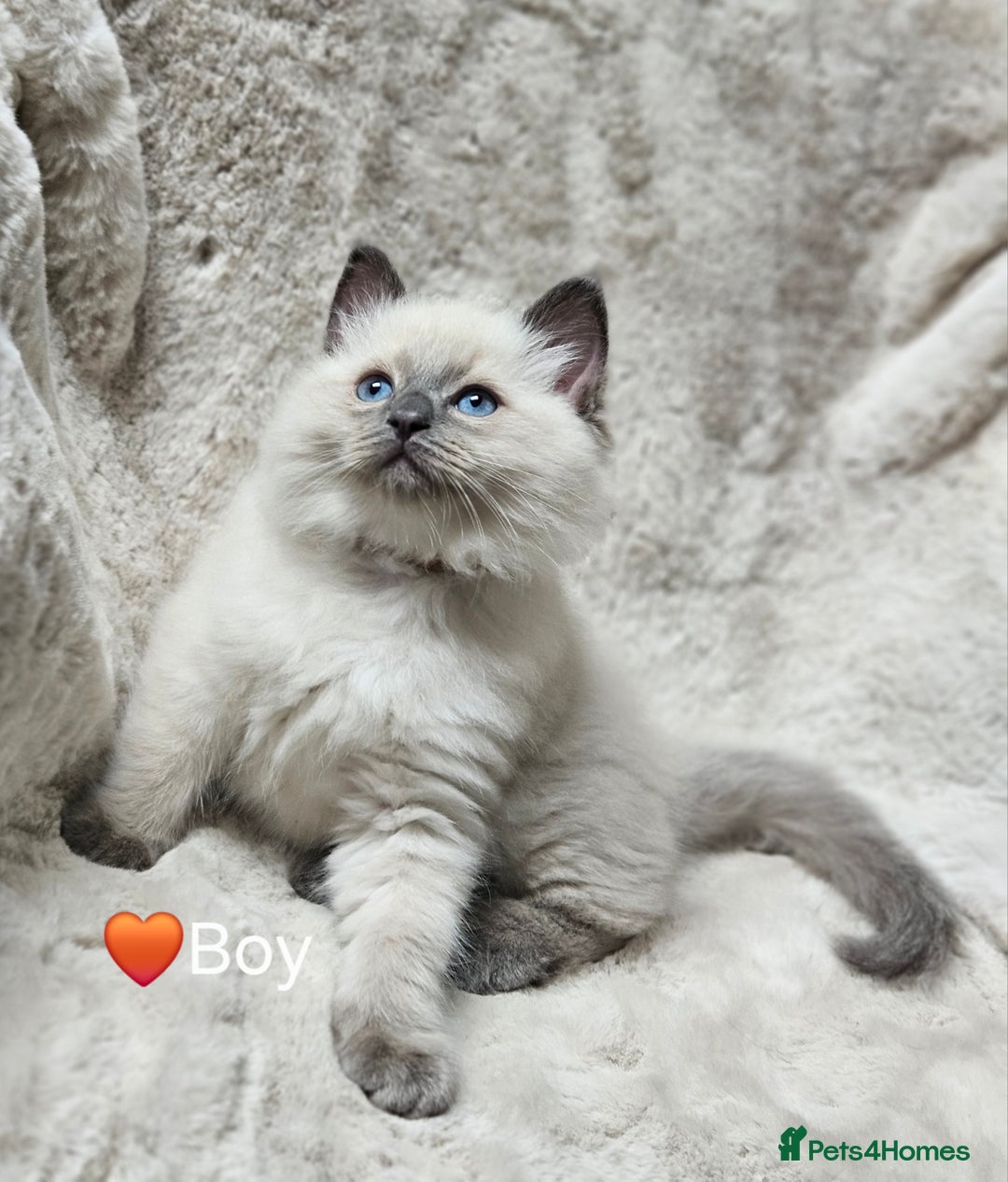 Ragdoll cats for sale: PURE RAGDOLL KITTENS 💜💙💚🤎 - Image 2