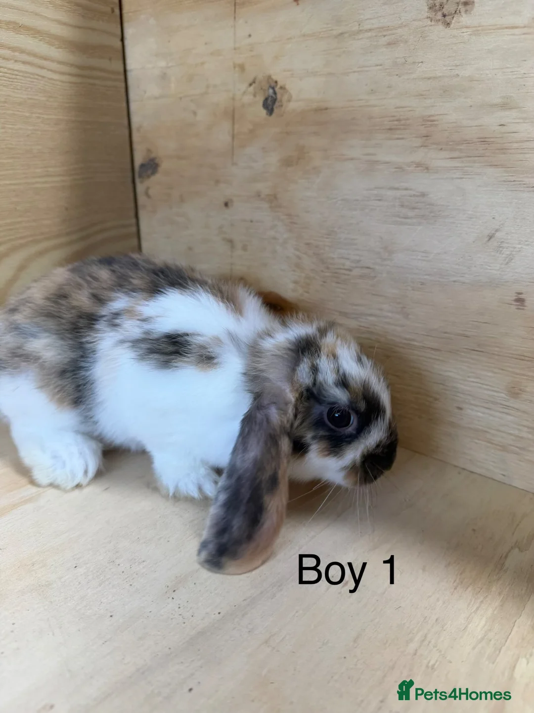 Mini Lop rabbits for sale: Beautiful mini lop bunnies - Advert 2
