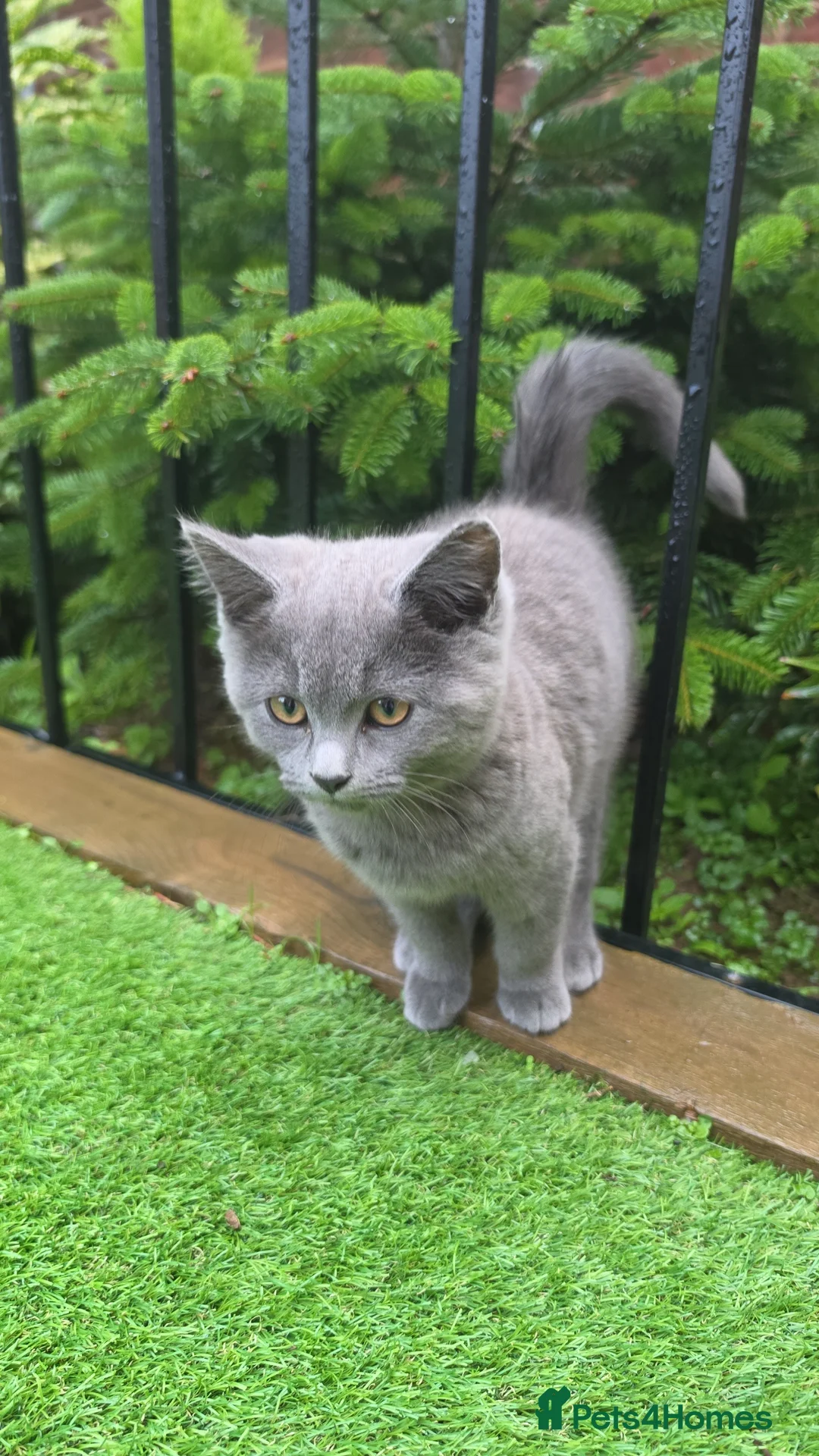British Shorthair cats for sale: British short hair - Advert 8