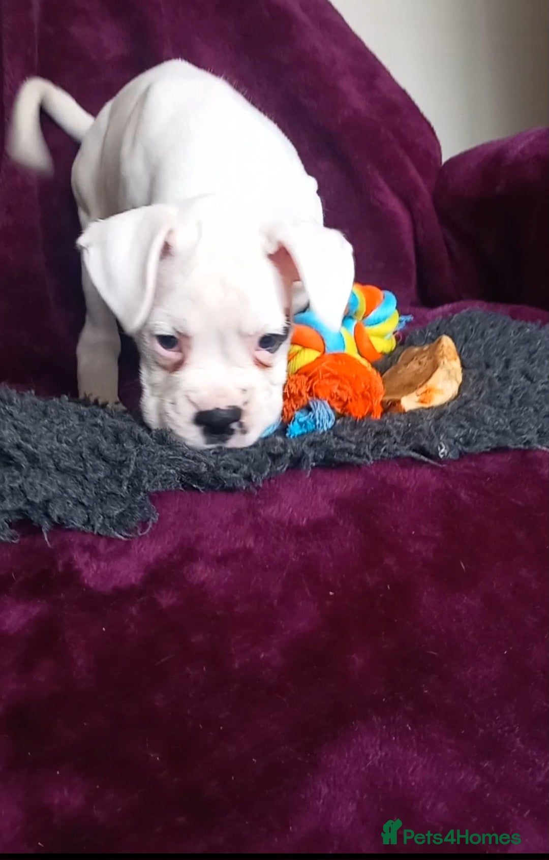 Boxer dogs for sale: KC Registered and ONLY 4 Left! See my 5* reviews - Image 13