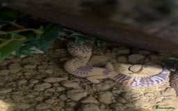 Leopard Gecko reptiles for sale: Female Leopard Geckos +Setups - Image 2