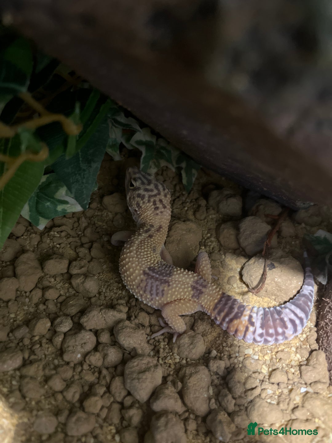 Leopard Gecko reptiles for sale: Female Leopard Geckos +Setups - Image 2