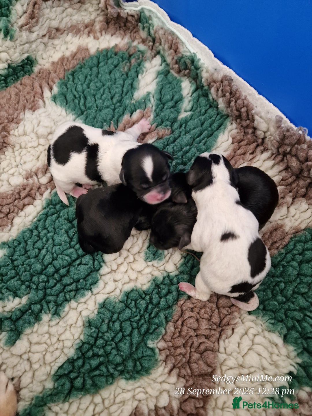 Mixed Breed dogs for sale: Male BieChi Biewer Terrier x Chihuahua pup  - Advert 12
