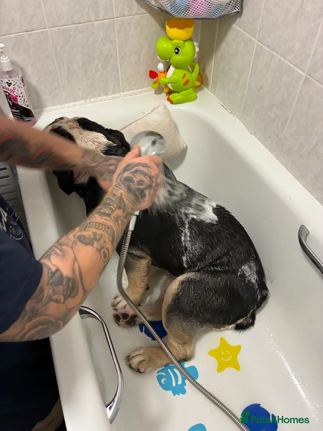 Olde English Bulldogge dogs for sale: Enzo - Olde English Bulldog - Advert 8