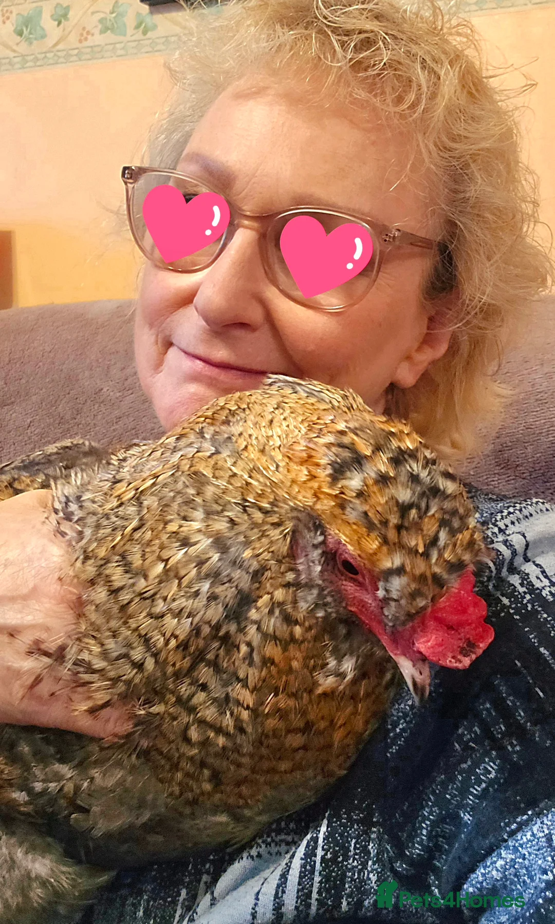 Chickens poultry for sale: Tame blue-gold Araucana cross boy - Advert 4