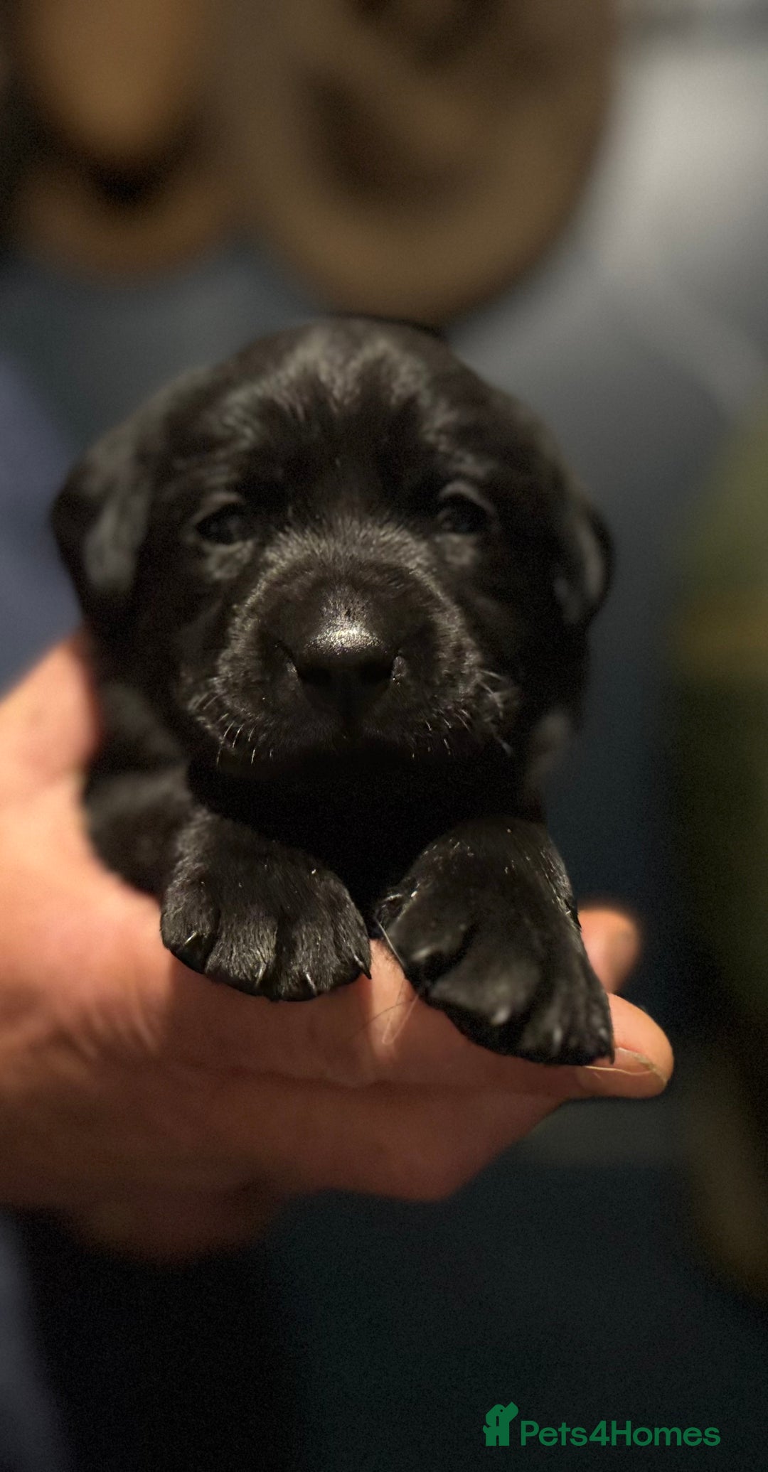 Labrador Retriever dogs for sale: KC Lab puppies - Image 3