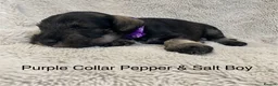 Miniature Schnauzer dogs for sale: Beautiful KC Reg Miniature Schnauzers - Advert 11