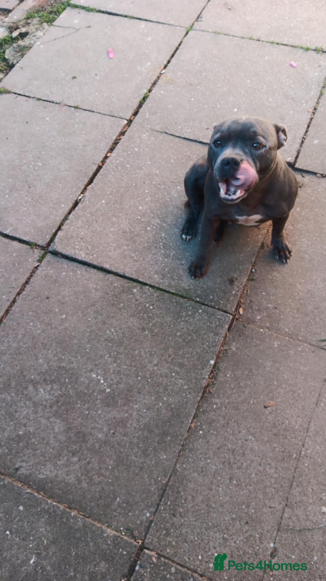 Staffordshire Bull Terrier dogs for sale: Staffie - Advert 1