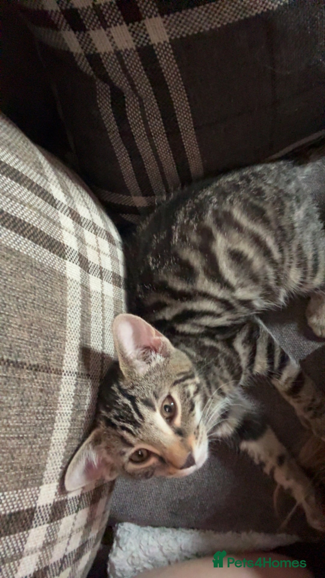 Bengal cats for sale: Rehome  - Image 5