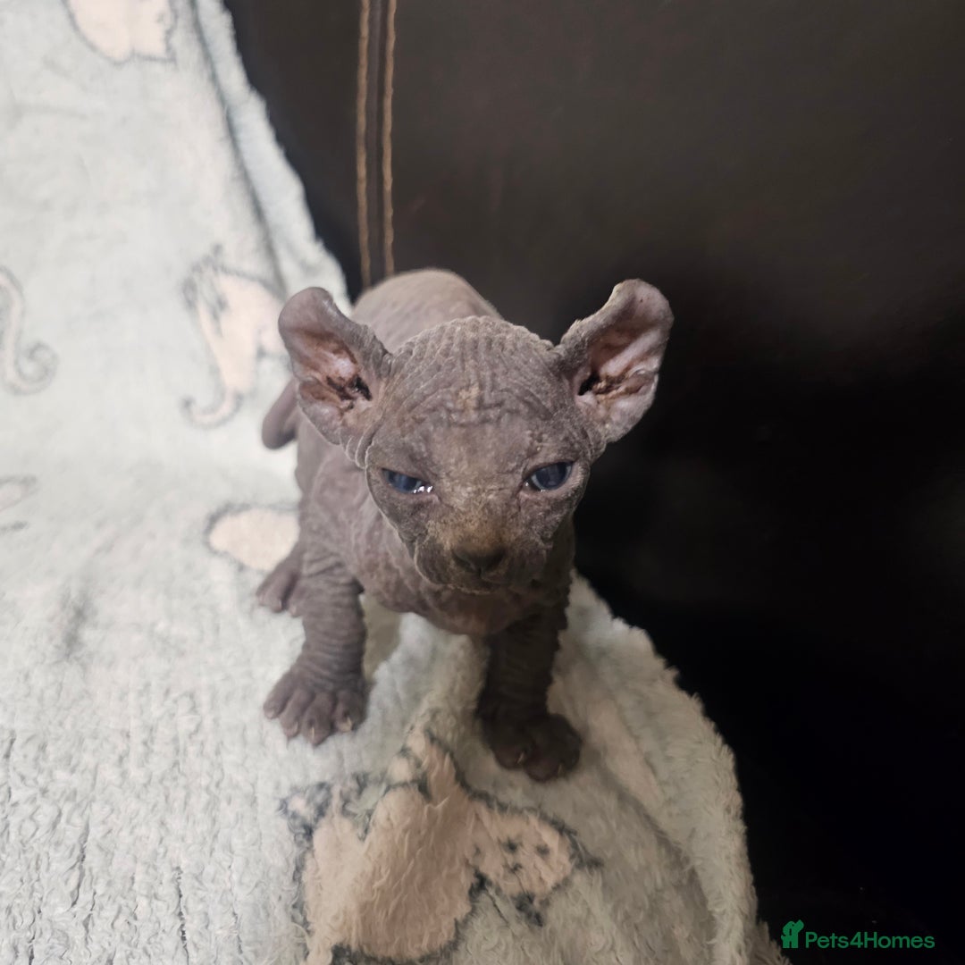 Sphynx cats for sale: From odd eyes father elf shpynx tica pedigree.  - Image 4