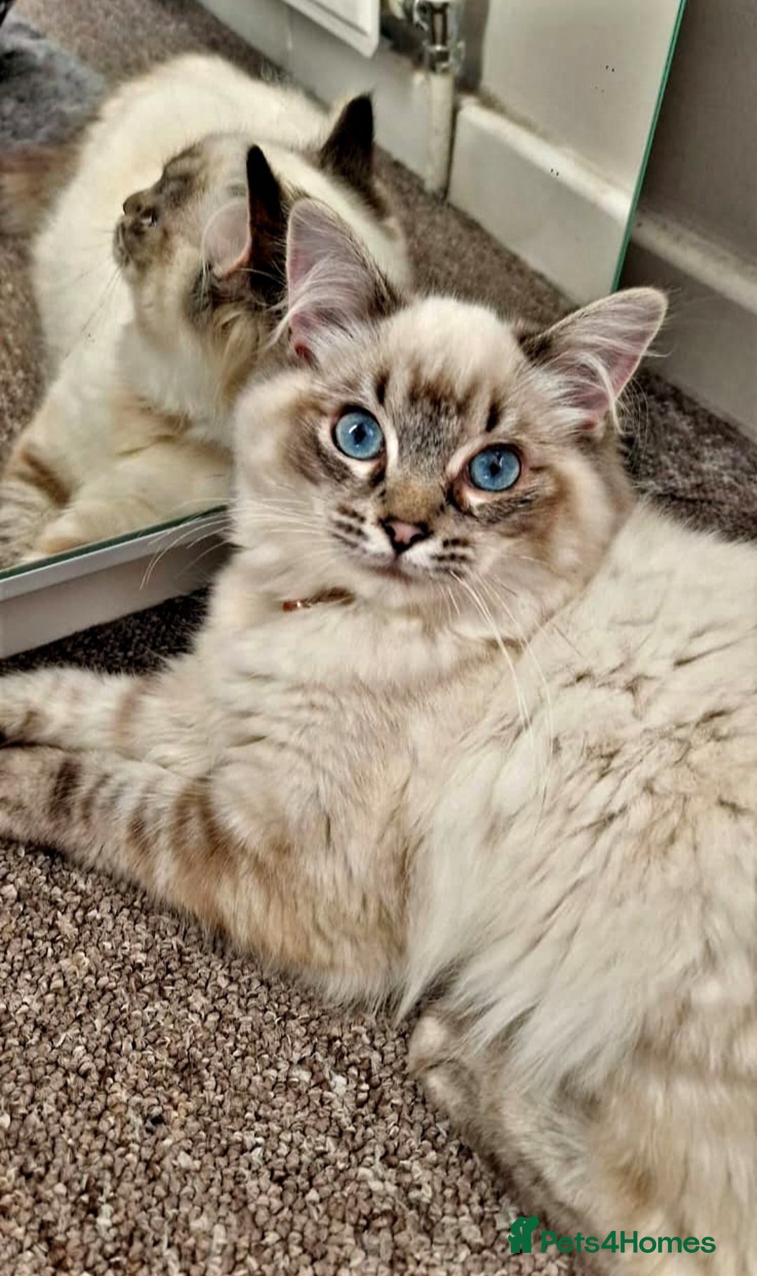 Ragdoll cats for sale: Beautiful Ragdoll kittens  - Image 9