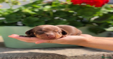 Miniature Dachshund dogs - Advert 4