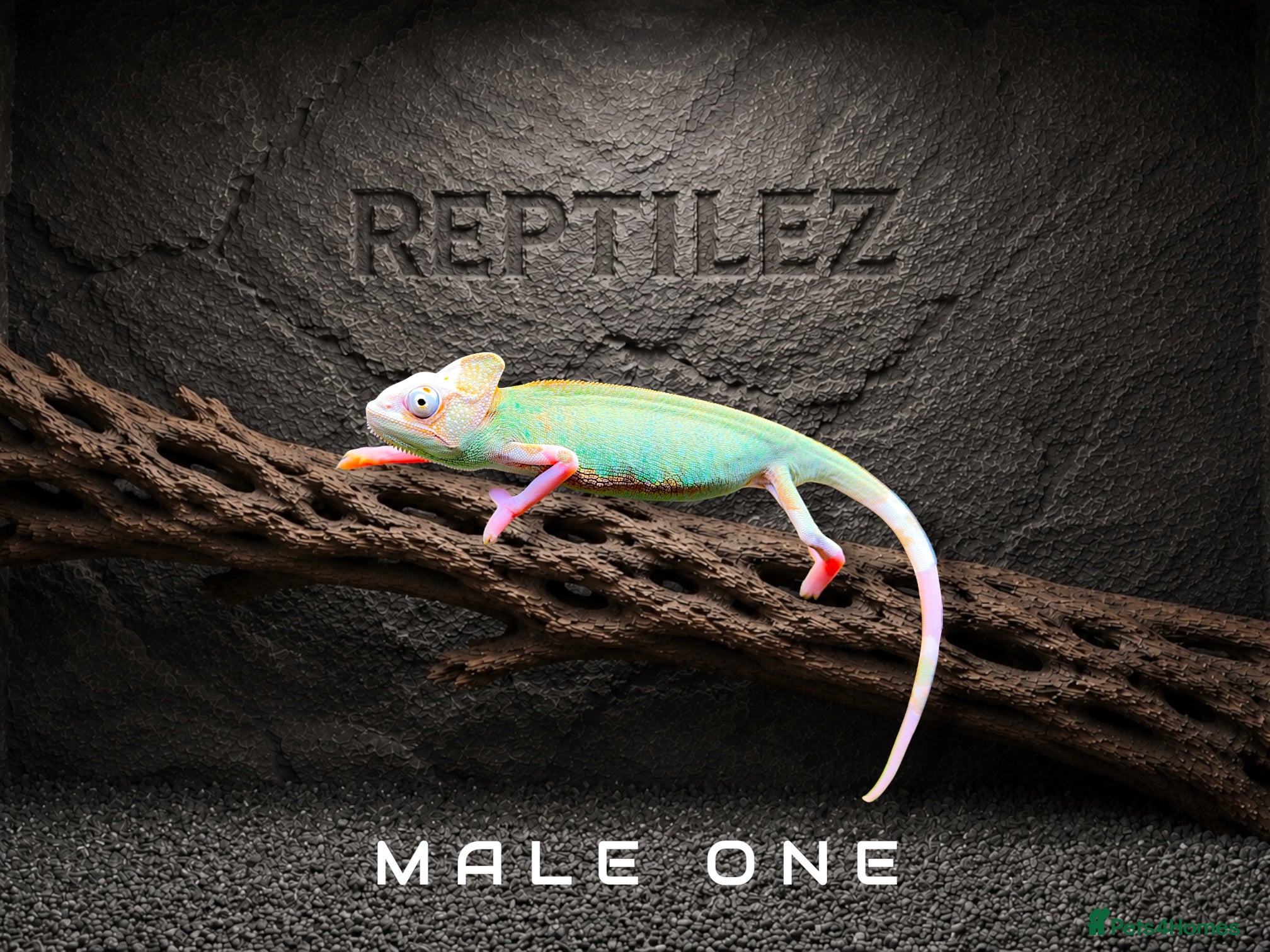 Chameleon reptiles CHAMELEONS - Advert 2