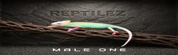Chameleon reptiles for sale: CHAMELEONS - Advert 2