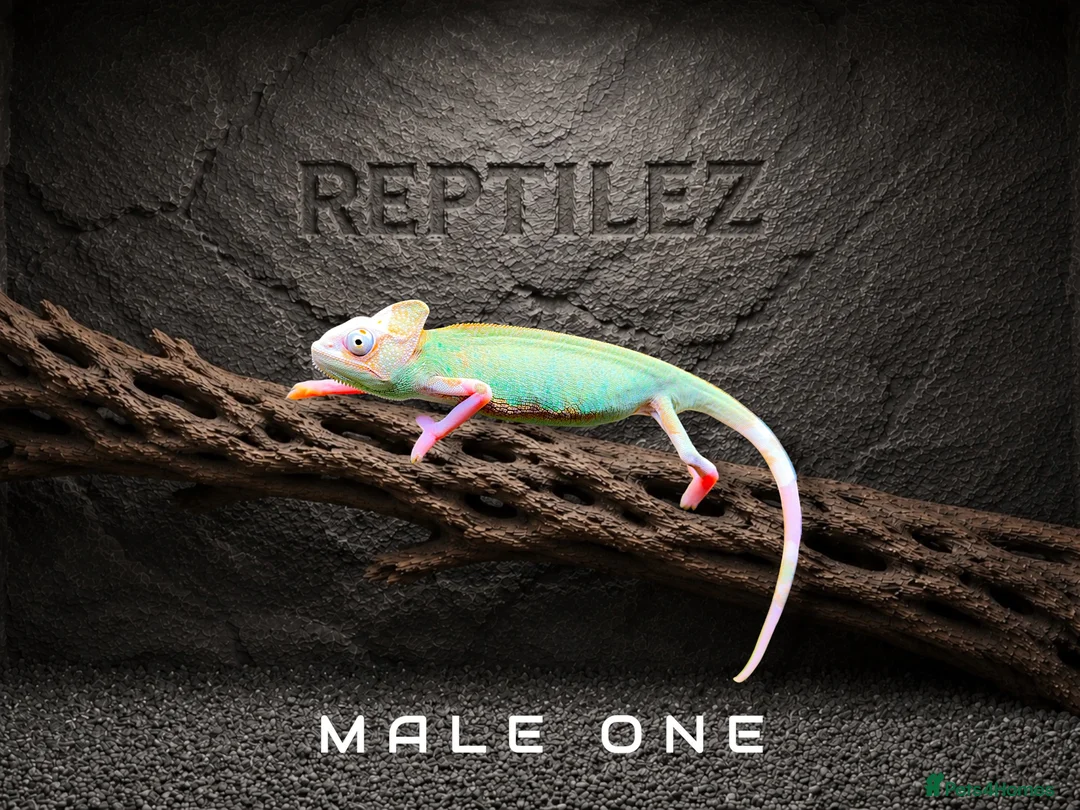 Chameleon reptiles for sale: CHAMELEONS - Advert 2