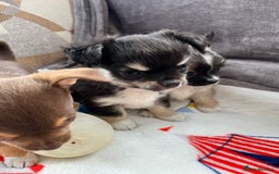 Chihuahua dogs for sale: 3 beautiful chihuahuas - Image 13