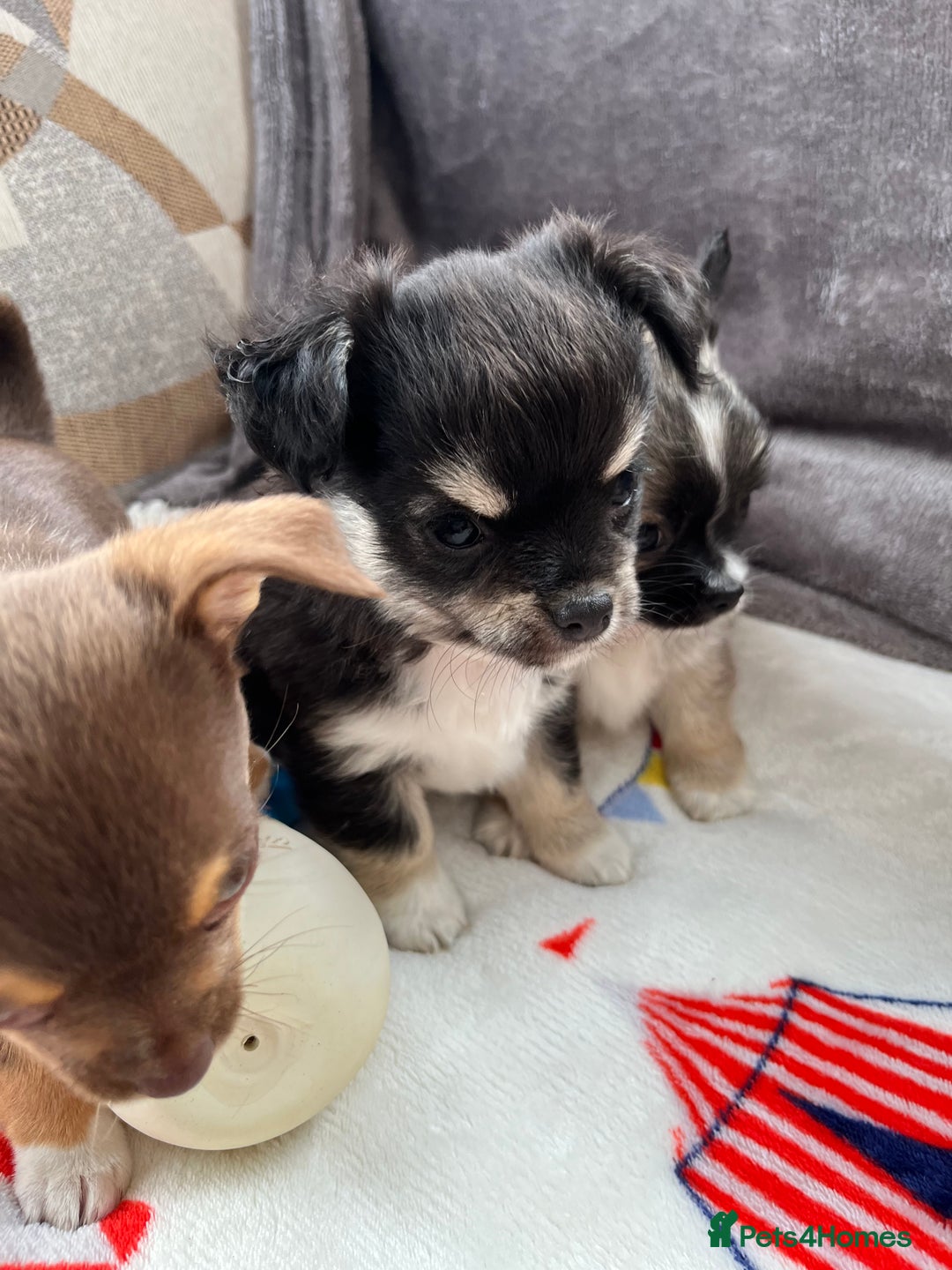 Chihuahua dogs for sale: 3 beautiful chihuahuas - Image 13