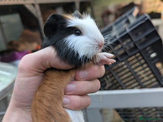 Guinea Pig rodents Rescue baby guinea pigs boys pair - Advert 21