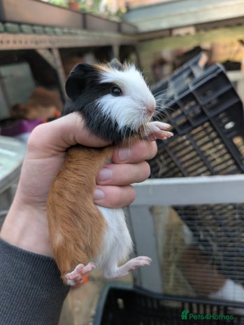 Guinea Pig rodents - Advert 16