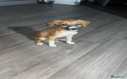Lurcher dogs for sale: Lurcher pups  - Image 10