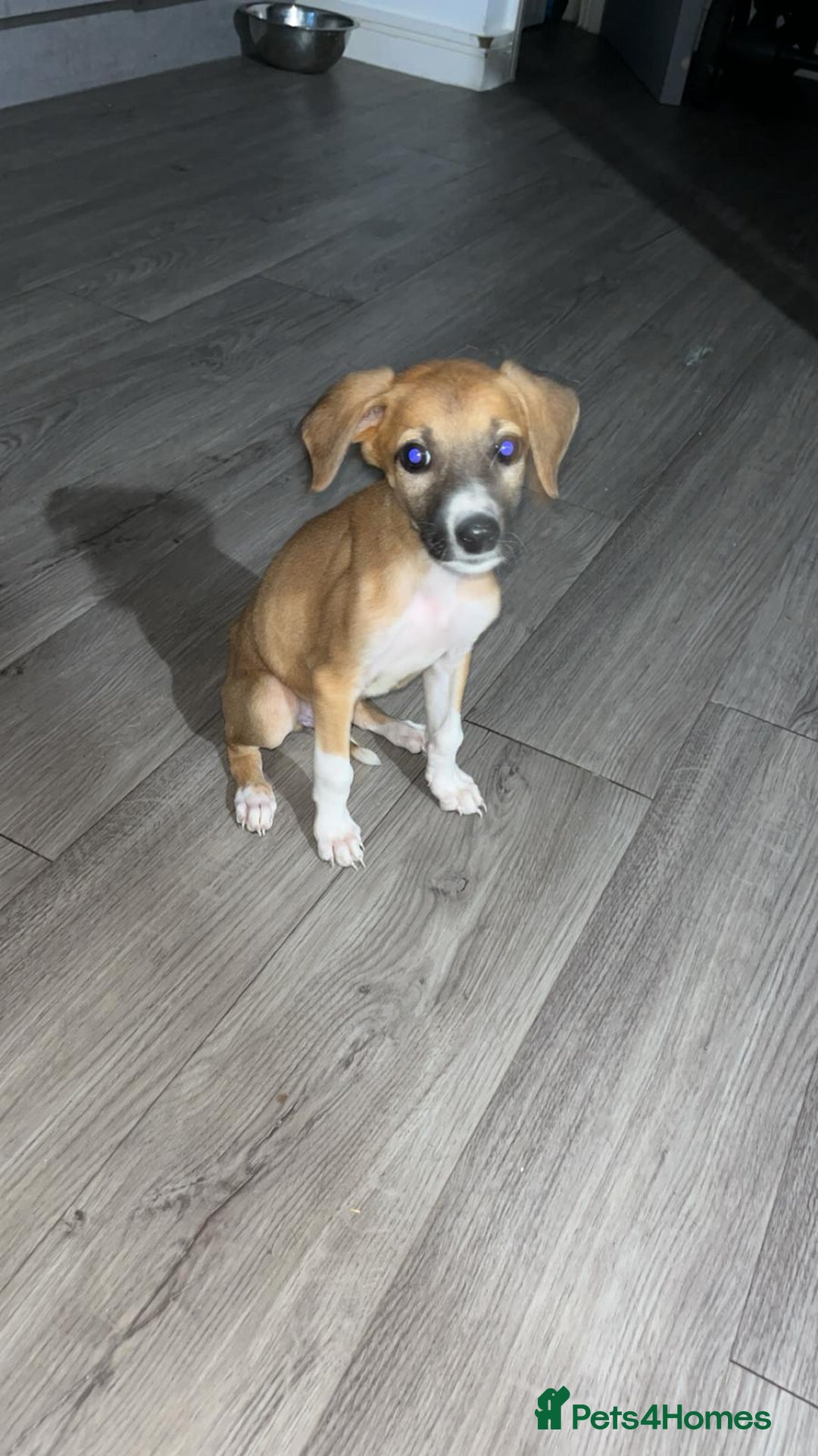 Lurcher dogs for sale: Lurcher pups  - Image 10