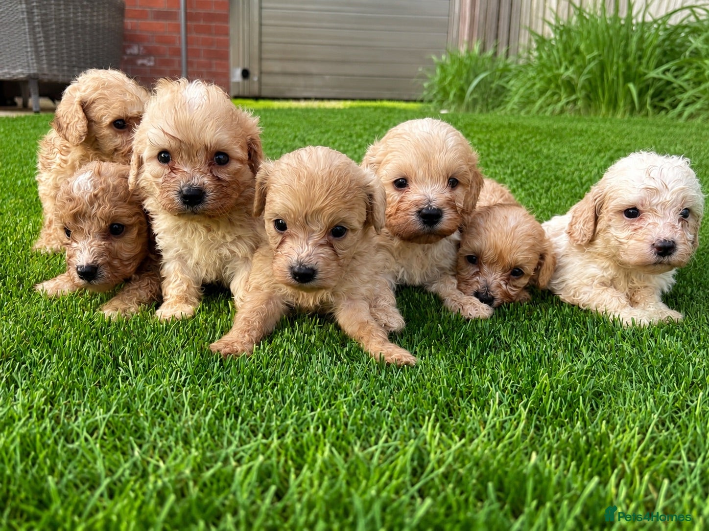 Cavachon dogs 🐶Beautiful cavapoochon puppies ready to leave 🐶  - Advert 1