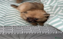 Pomeranian dogs for sale: 5 BEAUTIFUL TEDDY TYPE FOXY POMERANIANS - Image 30