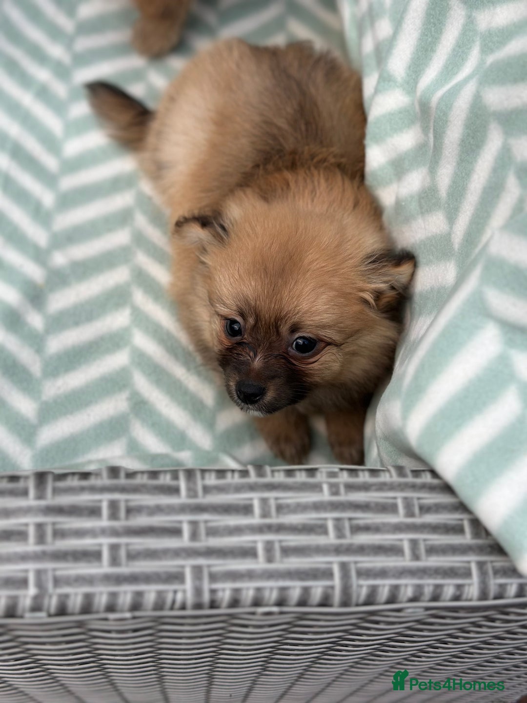 Pomeranian dogs for sale: 5 BEAUTIFUL TEDDY TYPE FOXY POMERANIANS - Image 30