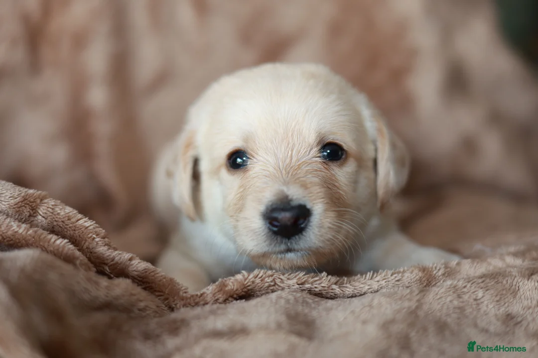 Labradoodle dogs for sale: Beautiful rainbow litter of F1 labradoodle puppies - Advert 1