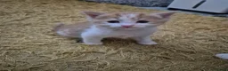 British Longhair cats for sale: Stunning Female Ginger Kittens - Advert 14