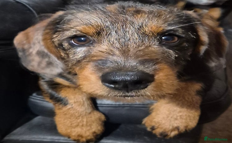 Mixed Breed dogs - Advert 1