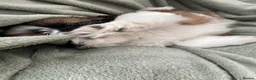 Shih Tzu dogs for sale: Imperial Shih Tzu Puppies  - Advert 5