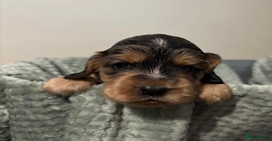 Cocker Spaniel dogs - Advert 2