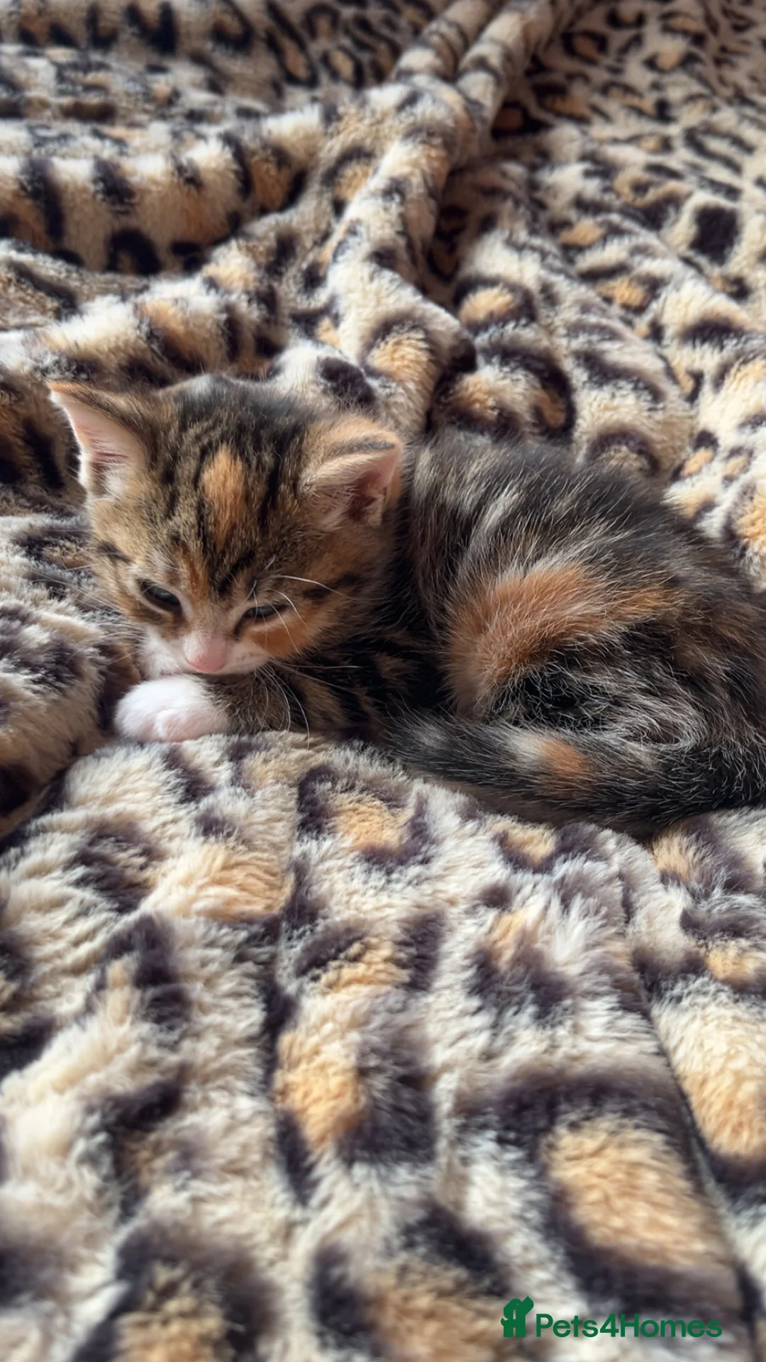 Mixed Breed cats for sale: Half Maine coon kittens calico  - Advert 9