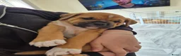 Mixed Breed dogs for sale: Mastiff mixed breed - Advert 2