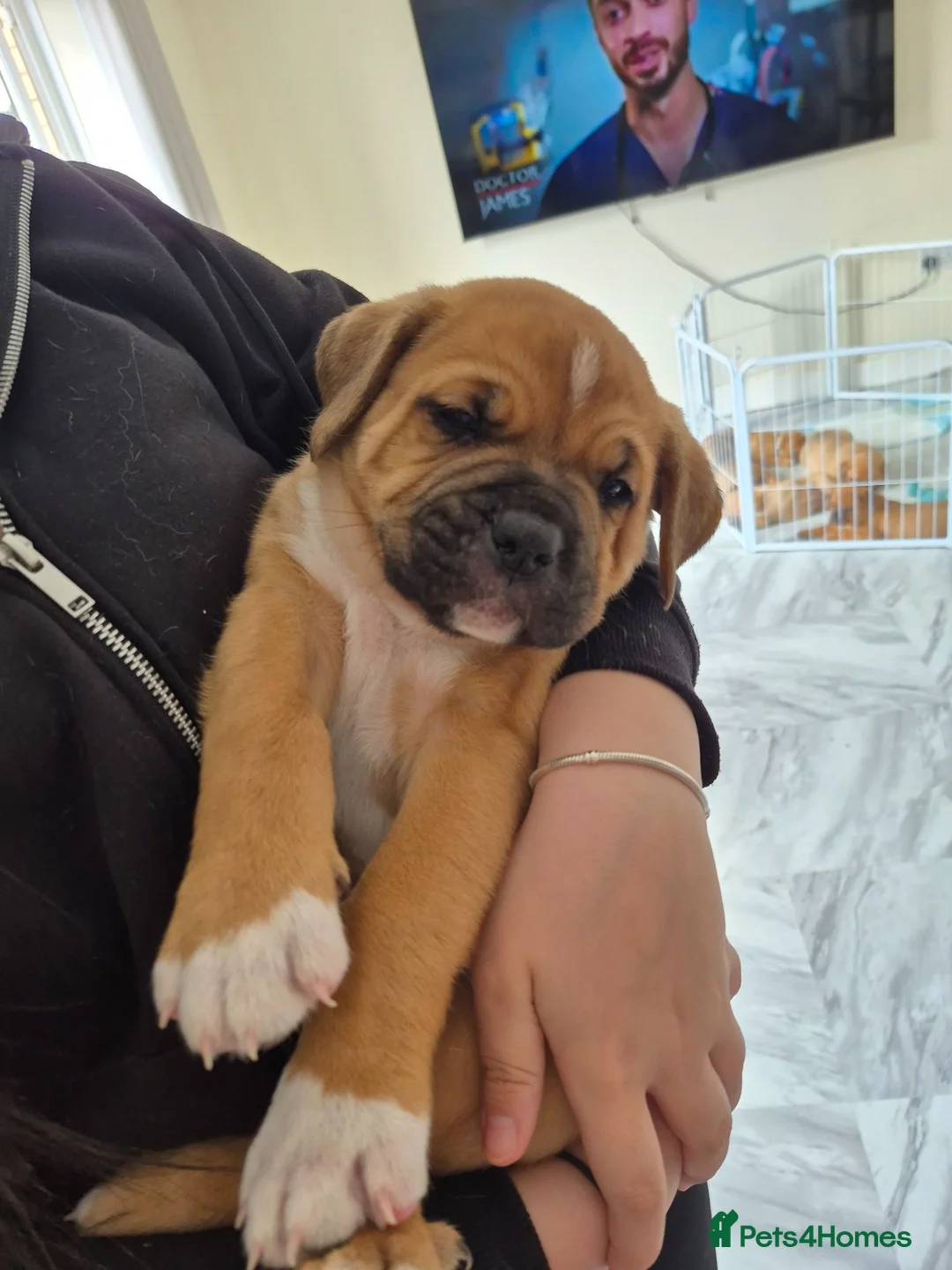 Mixed Breed dogs for sale: Mastiff mixed breed - Advert 2